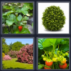Soluciones-4-Fotos-1-palabra-arbusto