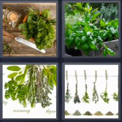 Soluciones-4-Fotos-1-palabra-hierbas