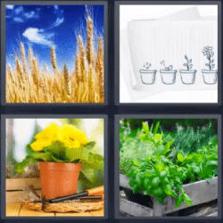 Soluciones-4-Fotos-1-palabra-plantas