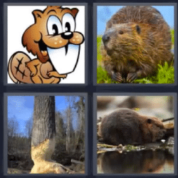 4 fotos 1 palabra animales