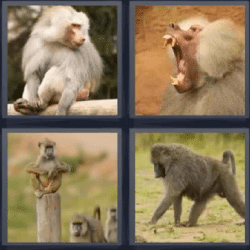 4 fotos 1 palabra monos mandriles
