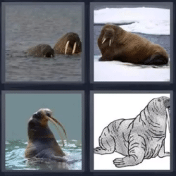 4 fotos 1 palabra focas