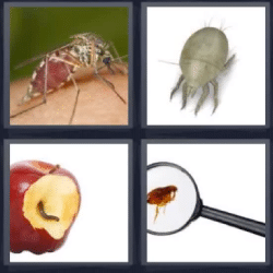 4 fotos 1 palabra insectos manzana