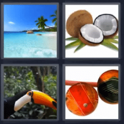 4 fotos 1 palabra playa coco tucán