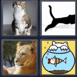 4 fotos 1 palabra gato