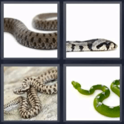 4 fotos 1 palabra serpientes