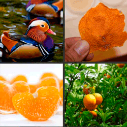 1-Palabra-4-Fotos-nivel-17.19-mandarina