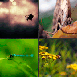1-Palabra-4-Fotos-nivel-17.6-insecto