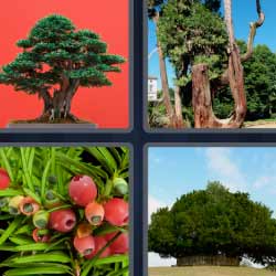 4 fotos 1 palabra bonsai