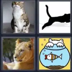 Respuesta 4 Fotos 1 Palabra Nivel 650